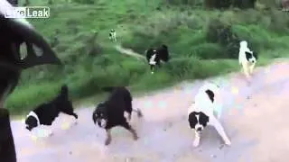 Свора собак напала на велосипедиста / Pack of dogs surround cyclist