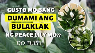 GET MORE FLOWERS ON YOUR PEACE LILY IN JUST 3 WEEKS!