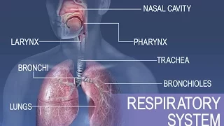 Anatomy and Physiology of Respiratory System