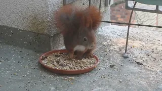 Tagträume🐿️Frostiger Snack