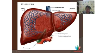 Здоровье печени и желчевыводящей системы. Информация о препаратах компании Imperium Valeo