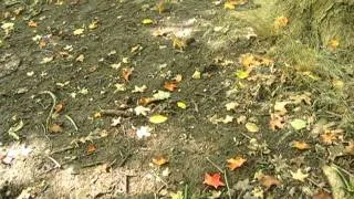 chipmunk fighting