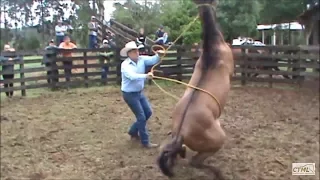 Doma Racional Cavalo Xucro no Paraná