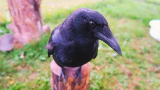 Birds up close and personal