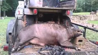 Biggest hog ever killed in sc