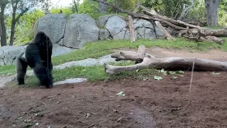 “4 Brothers”, Gorillas at the San Diego Zoo, 9/20/23