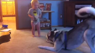 Baby and Husky, Deep in Conversation