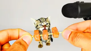 Tiny Kitten Eating Food ASMR