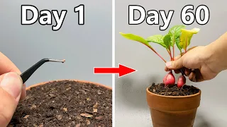 Growing Radish From Seed(60 Days Time-lapse)