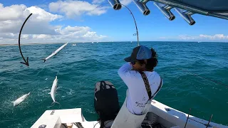 Catching 6 Fish Every Cast! Non Stop Action Commercial Fishing! (Commercial Mackerel Fishing)