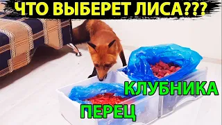 Так Что же выберет Лиса? Перец или клубнику? Любимые лакомства - опытным путем) / MIKI THE FOX