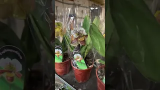 Розпаковка орхідей в квітковому гаражі!