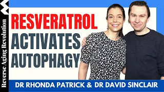 DAVID SINCLAIR “Resveratrol Activates Autophagy” | Dr David Sinclair Interview Clips