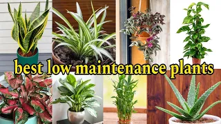 best low maintenance indoor plants | best low maintenance indoor plants india | best indoor plants