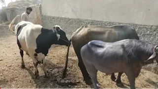 Breed Animal | Cow an Buffalo fight happy | Funny Cow and Buffalo | Tips and tips