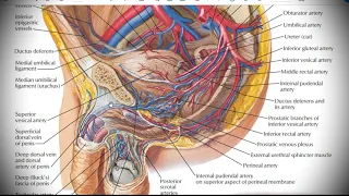 Анатомия с АВ. Система нижней полой вены (vena cava inferior).