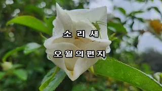 소리새 오월의 편지