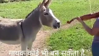 Super song perform by donkey 🙂🙂🙂🙂