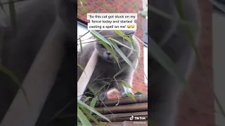 Cat stuck on fence casting spells