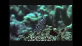 Origens da Vida - O Início de Tudo - National Geographic Channel - Completo