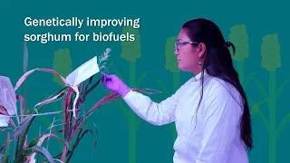 Basics2Breakthroughs: Genetically improving sorghum for biofuels