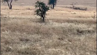 Pride of Lions Killing a Wildebeest in the Serengeti National Park