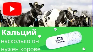 Кальций и фосфор для коров