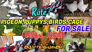 💞Fancy pigeon🔥Lovebirds❤‍🔥Goose For Sale😻Pets Sale Kerala💚Low Rate Pets Sale💚Nadan Pravu sale kerala