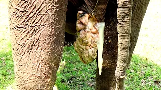 If she could speak, Elephant would say how much of pain she has to endure| Elephant treatment