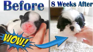 Shih Tzu Puppies Before and After Growing Up - Week by Week