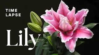 Timelapse: Lily Flowers Blooming
