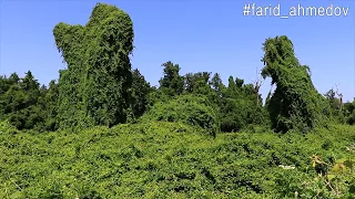 Магарамкентский район. Самурский лес.