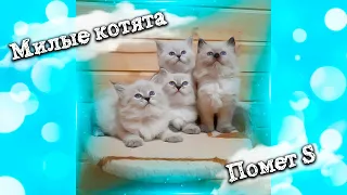 Невская Маскарадная / Милые котята помет S / Питомник кошек