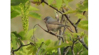 Moltoni's Subalpine Warbler, Blakeney Point, 11/05/2015