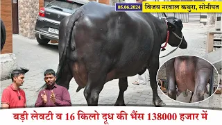 बड़ी लेवटी व 16 किलो दूध की भैंस 138000 हजार में || VIJAY NARWAL KATHURA, SONIPAT