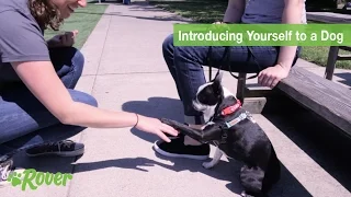 How to Introduce Yourself to a Dog - Rover.com Quick Tips