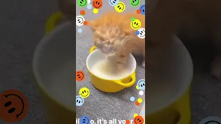 TINY KITTY CAT DUNKS ITS HEAD IN MILK 🐈 😻 #short #shorts