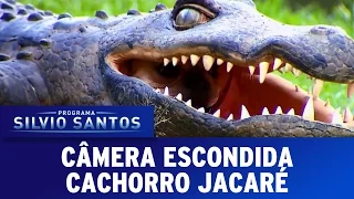 Cachorro Jacaré - Croco Dog Prank ( Câmera Escondida 13/11/16)