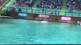 Miami Seaquarium Flipper show