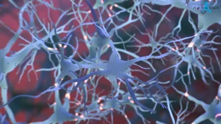 Neuron 3D Animation