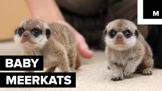 Super Cute Baby Meerkats Explore the Outside World for First Time