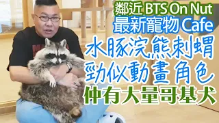 曼谷又有時可愛小動物咖啡店Little zoo cafe