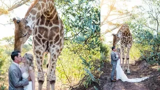 Giraffe Photobombs Newlywed's Romantic Wedding Photos