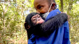 Sierra Leone's housing crisis threatens chimpanzees