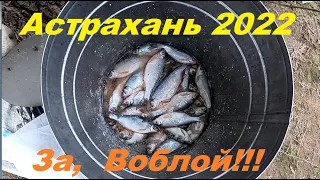 За ВОБЛОЙ / Астрахань 2022/р. Чурка