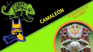 Camaleones: Camuflarse es para los débiles| Ep 73 | CULTURA COLMILLUDA