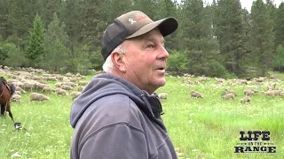 Raising sheep in the midst of the 2020 Covid pandemic in Idaho (Teaser)