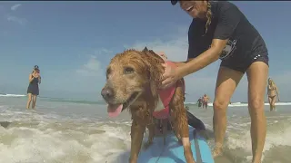 Ricochet the Surf Dog takes final wave amid health challenges