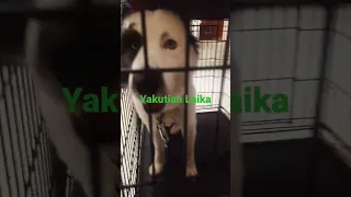 Stoli (AKA Polar Stolar Bear) might be a champion Yakutian Laika