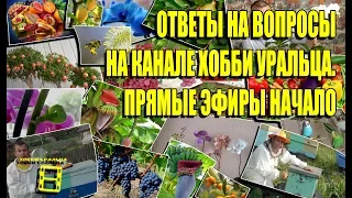 ОТВЕТЫ НА ВОПРОСЫ. ПРЯМЫЕ ЭФИРЫ НАЧАЛО